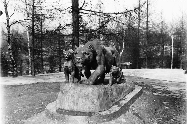 Lioness and cubs in the park at St. Hanshaugen in Oslo. The cub on the right of the picture is the one that has disappeared. Photo: Kristoffer Horne