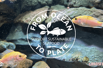From Ocean To Plate - Ny utställning om Gårdsfisk på Den Blå Planet