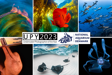 Udsnit af værker fra Underwater Photographer of the Year som du kan opleve på Den Blå Planet netop nu. 
