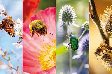 Porträtt på pollinatörer från utställningen SURR fotograferade av Lena Granefelt.