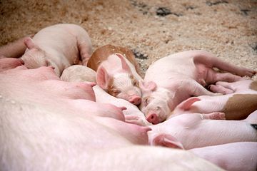 God effektivitet og dyrehelse er viktig både for økonomien til svineprodusentene og for å redusere klimaavtrykket fra svineproduksjonen. Tallene fra 2023 viser framgang på mange nøkkeltall. Foto: Norsvin.