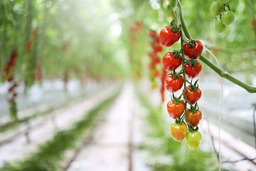 SydGrönts medlem Nordic Greens förstärks med ny delägare genom Agro Care  
