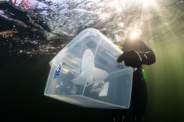 Arkivbild, småfläckig rödhaj på väg att släppas ut
