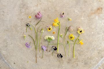 Fira in påsken med svenska vårblommor!   Foto: Blomsterfrämjandet/Ulrika Grönlund