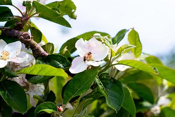 Bi som pollinerar äppelblomma