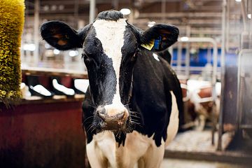 Under 2025 kommer stallförsöken att testas i en serie med pilotstudier där Stiftelsen Lantbruksforskning och Kunskapsnav Animalieproduktion avsätter 1 miljon kronor vardera.