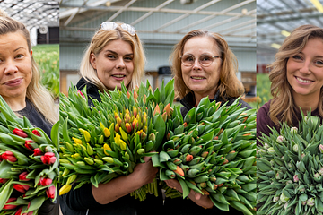 Inför Internationella kvinnodagen den 8 mars uppmärksammas kvinnliga ägare och företagsledare i tulpanbranschen. Här syns Caroline Nilsson, Julia Carlsson, Lena Karlsson och Amanda Alverbäck, alla med ledande positioner.