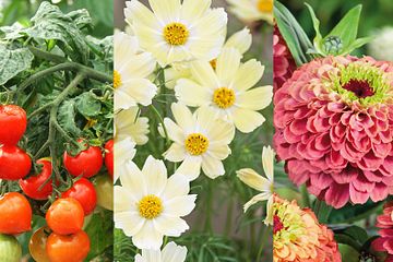 Odlingsvärda sorter av både tomat och snittblommor finns bland nyheterna i Blomsterlandets egna sortiment av fröer för 2025.