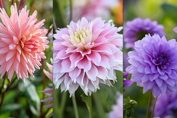 Dahliafebern sitter i. Här är tre nyheter i Blomsterlandets sortiment för säsongen 2025; 'Preference', 'Pink Impact' och 'Blue Boy' (från vänster till höger)