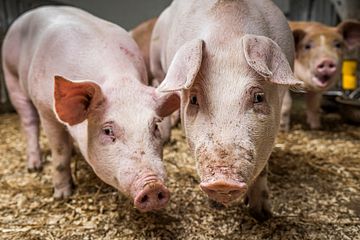 I PLUSS: Til tross for store omstillinger og investeringer kom samvirkeselskapet Norsvin styrket ut av 2024 (Foto: Norsvin/Ricardofoto).