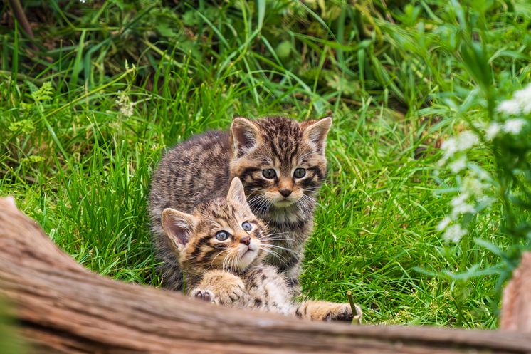 Den skotska vildkatten är på gränsen till utrotning. I ett av deras sista habitat planerar Vattenfall att bygga en vindpark.
