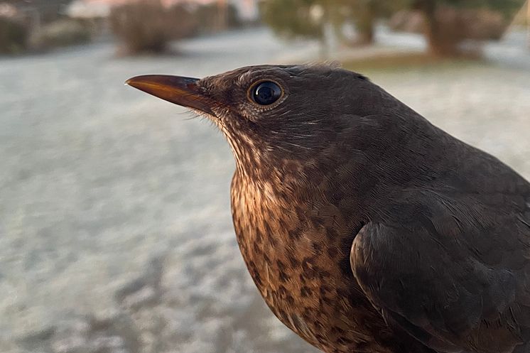 Årets första fågel från den standardiserade fångsten, fångad 15 mars. Foto: Frank Österberg