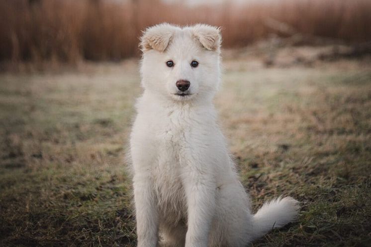 NK STOCKHOLM VÄLKOMNAR HUNDSTALLET TILL NK STAGE MELLAN 22-26 JANUARI
