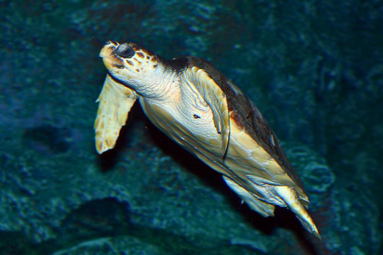 Den nye havskildpadde svømmer nu trygt rundt i Oceantanken på Den Blå Planet efter en vellykket redningsindsats. Foto: Johnny Jensen