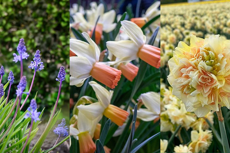 Blomsterlandet: Nyheter - Vårblommande lökar (ej tulpaner)