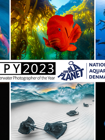 Udsnit af værker fra Underwater Photographer of the Year som du kan opleve på Den Blå Planet netop nu. 