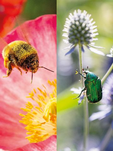 Porträtt på pollinatörer från utställningen SURR fotograferade av Lena Granefelt.