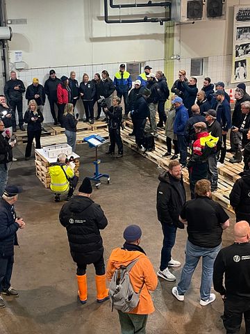 Dags för årets hummerpremiär på Göteborgs Fiskauktion