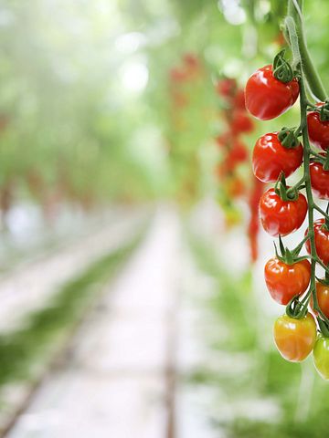SydGrönts medlem Nordic Greens förstärks med ny delägare genom Agro Care  