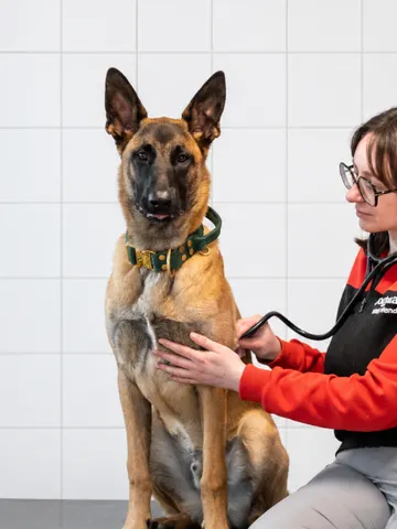Veterinär på Dogman and friends veterinärklinik på Backaplan undersöker en hund.