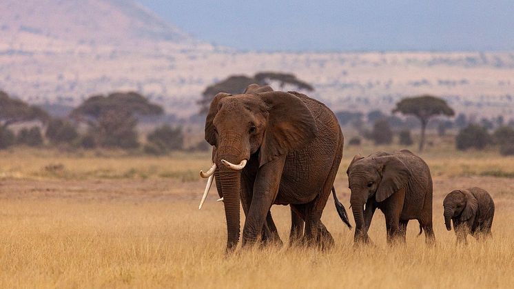 alltours Webinar stellt Safaris vor
