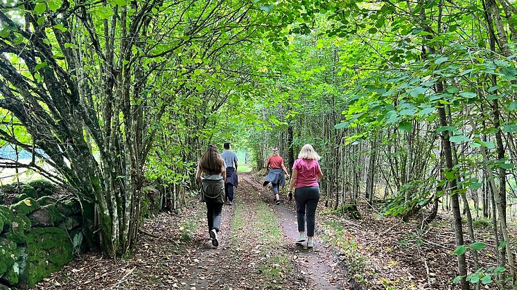 Pinewood tar årets viktigaste promenad