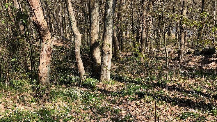 I den fina vårskogen med vitsippor trivs även fästingarna 