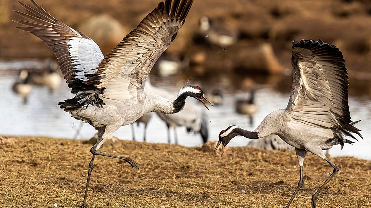 Tranorna samlas vid Trandansen i den södra delen av Hornborgasjön. Foto: Kent-Ove Hvass