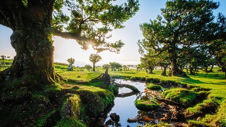 Madeira Fanal