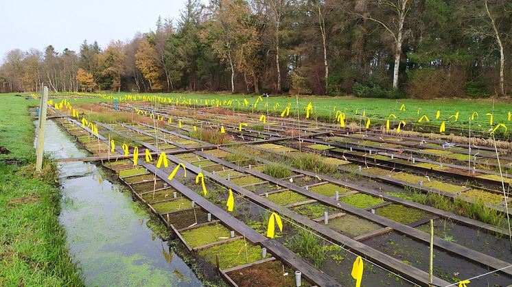 Verbundprojekt „MOOSland“ setzt auf nachwachsendes Torfmoos von wiedervernässten Hochmooren anstatt auf klimaschädlichen Torfabbau | Landwirtschaftliche Nutzung 