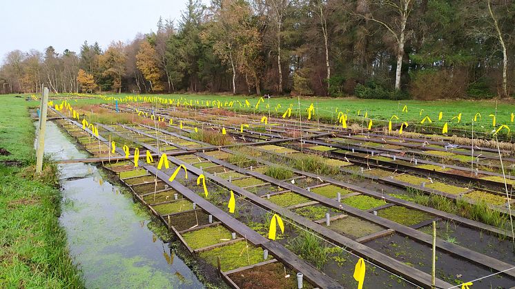 Verbundprojekt „MOOSland“ setzt auf nachwachsendes Torfmoos von wiedervernässten Hochmooren anstatt auf klimaschädlichen Torfabbau | Landwirtschaftliche Nutzung 