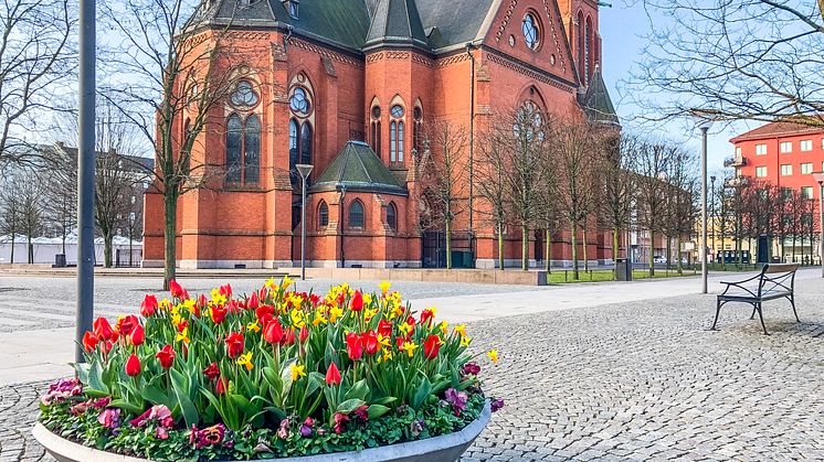 Påskblommor på Gustav Adolfs torg