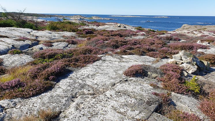 Ljunghed på Koster i Bohuslän. Foto: Tobias Federsel, Melica Miljökonsulter