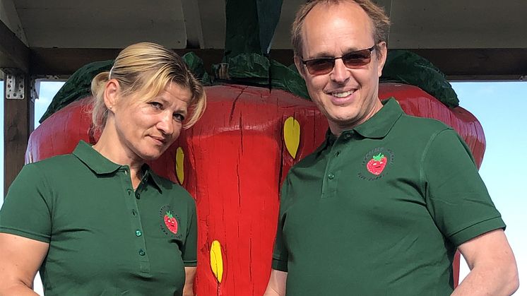 Lina och Fredrik Hörenius är i full gång med jordgubbsplockningen på Ulvagubben utanför Uppsala.