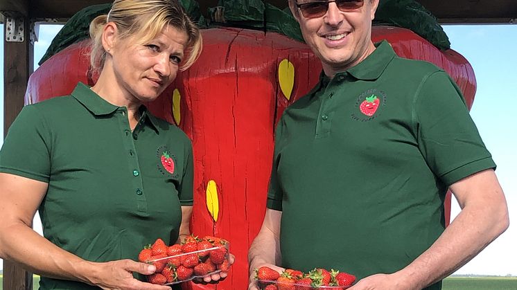Lina och Fredrik Hörenius är i full gång med jordgubbsplockningen på Ulvagubben utanför Uppsala.