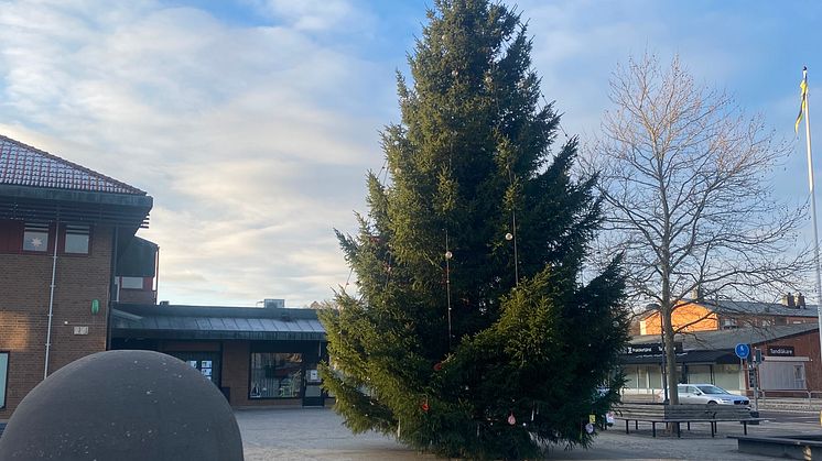 Julgran 2024