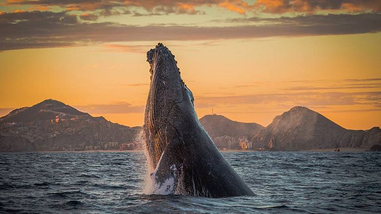 Los Cabos Whale Watching