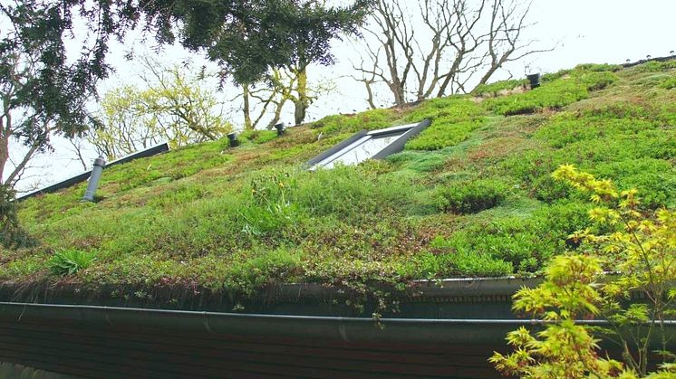 Gründach mit Sedum und Wildkräutern.