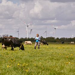 Arla Betrieb mit Weidegang in Schleswig Holstein.jpg