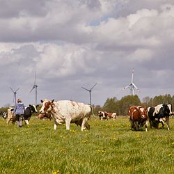 Arla Foods_Landwirtin_Weide_Symbolbild