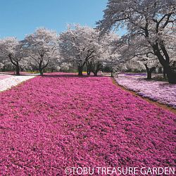 Flower Viewing Trips