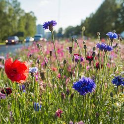 Miljö och natur