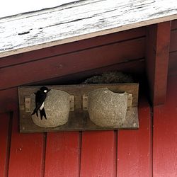 Pääsky ja tekopesät maitotilalla