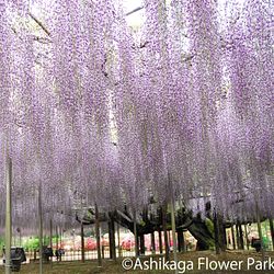 Wisteria and Cherry Blossoms