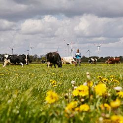 Arla Hof in Schleswig-Holstein, Kühe beim Weidegang