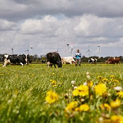 Arla Hof in Schleswig-Holstein, Kühe beim Weidegang