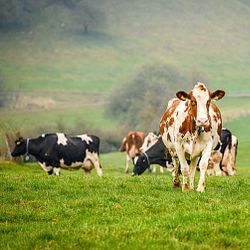 Arla_Kühe Biobetrieb in der Nordeifel_Weidegang.jpg