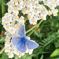 Pollinatörer & biologisk mångfald