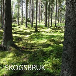 skogsbruk