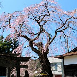 The Cherry Blossom Season Arrives